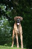 DOGUE ALLEMAND 817
